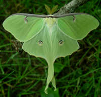 Luna Moth, or Actias luna, July 2010