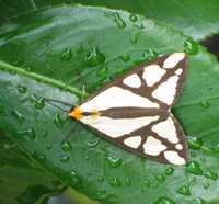 The Neighbor, or Haploa contigua, July 2010