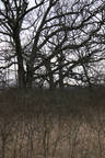 oak savanah