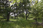 oak savanah
