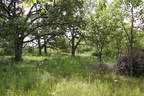 oak savanah