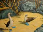 Dance Of The Blue Footed Boobies
