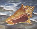 Sanibel Shell