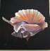 Rooster Tail Conch Shell