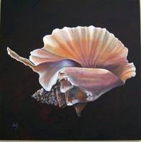 Rooster Tail Conch Shell