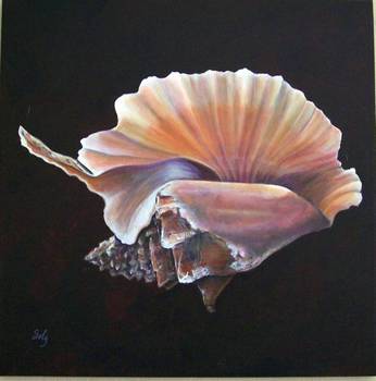 Rooster Tail Conch Shell