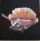 Rooster Tail Conch Shell