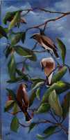 Cedar Waxwings