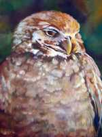 Burrowing Owl