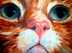 Just Kitty