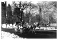 Central Park - Carriage
