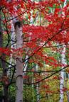 Birch tree w/ red leaves (1)