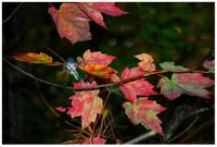 Fall Leaves, New Hampshire