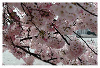 Cherry Blossoms, Washington, D.C.