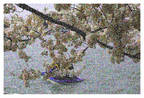 Cherry Blossoms, Washington D.C.