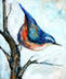Blue_Bird_on_Branch_thumb