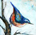 Blue_Bird_on_Branch_thumb