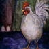 Proud_Rooster_thumb