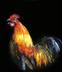 Rooster