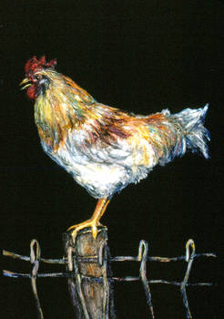 Rooster on Fence