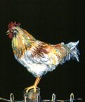 Rooster_on_Fence_thumb