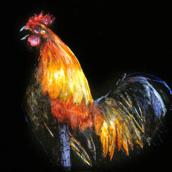 Rooster_thumb