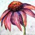 Coneflower