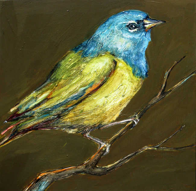 MacGillivray's Warbler 
