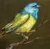 MacGillivray's Warbler 