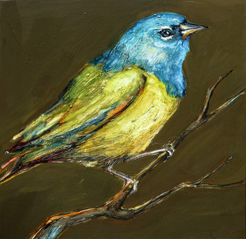 MacGillivray's Warbler 