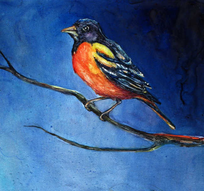 Baltimore Oriole