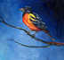 Baltimore Oriole