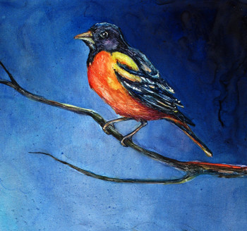 Baltimore Oriole