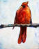 Red Cardinal