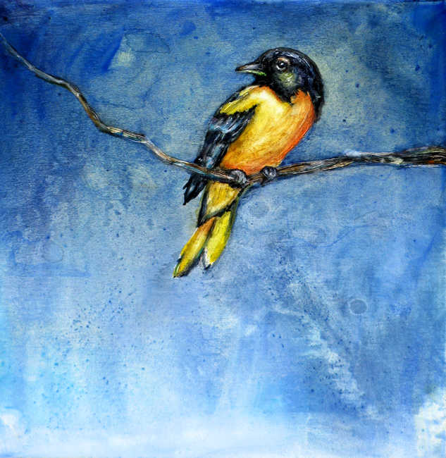 Northern Oriole