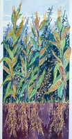 Above and Below: Corn