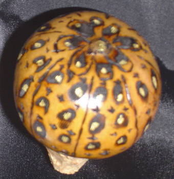 Bottle Stopper 1