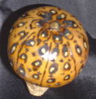 Bottle Stopper 1