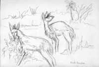 Bush Bucks
