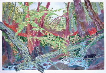 Driftwood and Creek