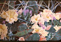 Flowering Cactus