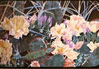 Flowering Cactus