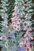 Foxgloves 2