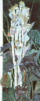 Indian Pipe
