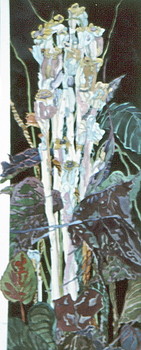 Indian Pipe