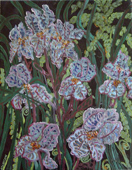 Iris