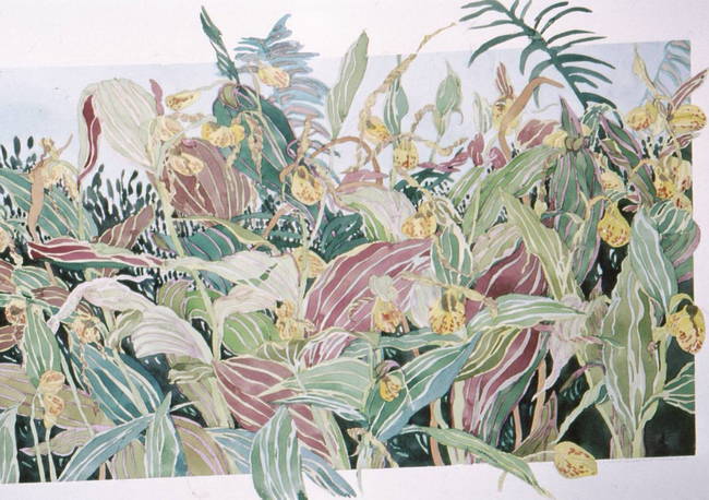 Ladyslippers in Garden