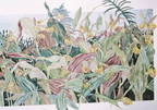 Ladyslippers in Garden