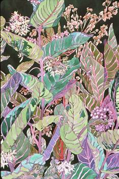 Milkweed Fields 2