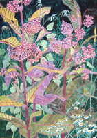 Milkweed